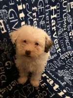 Lamb chop, a female Pomapoo for sale in Mount Orab, OH – 2 of 10