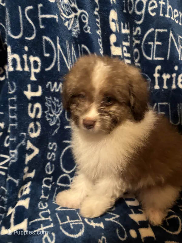 Barkley – Pomapoo puppy for sale in Mount Orab, OH