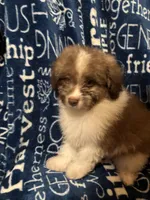 Barkley, a male Pomapoo for sale in Mount Orab, OH – 1 of 10