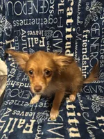 Chandler, a male Pomchi for sale in Mount Orab, OH – 5 of 8