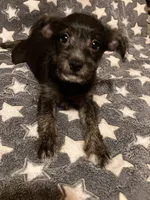Stella, a female Pomchi for sale in Mount Orab, OH – 6 of 10