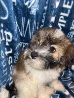 Dolly, a female Pomapoo for sale in Mount Orab, OH – 7 of 10