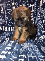 Snickers, a male Pomapoo for sale in Mount Orab, OH – 7 of 10