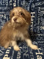 Lyric, a female Pomchi for sale in Mount Orab, OH – 8 of 9