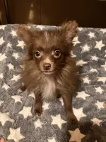 Chocolate chip, a male Pomapoo for sale in Mount Orab, OH – 5 of 10