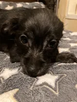 Vernie, a female Pomchi for sale in Mount Orab, OH – 10 of 10