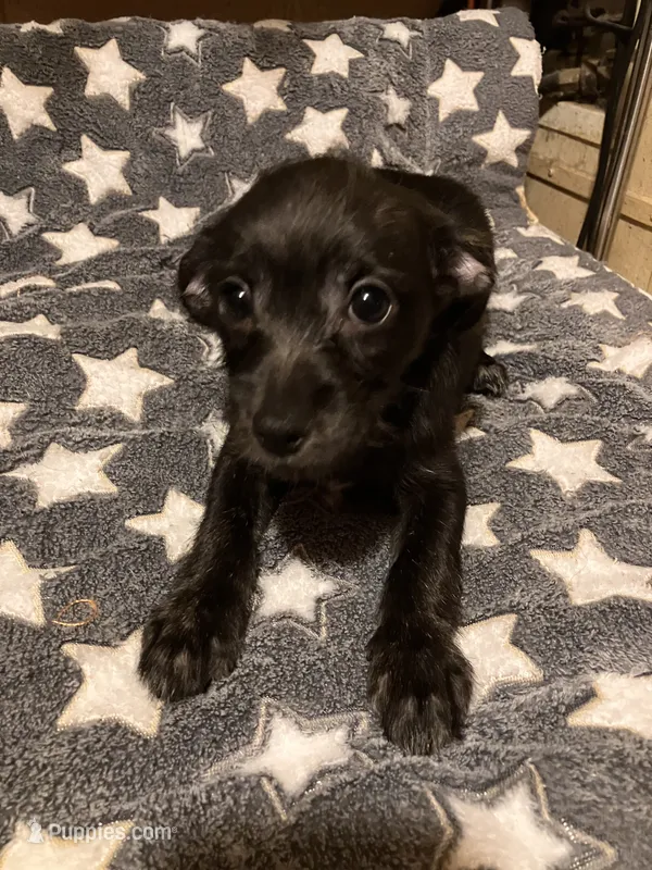 Vernie – Pomchi puppy for sale in Mount Orab, OH