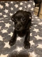 Vernie, a female Pomchi for sale in Mount Orab, OH – 1 of 10