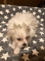 Freckles, a male Pomapoo for sale in Mount Orab, OH – 6 of 10