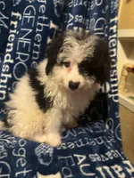 August, a male Pomapoo for sale in Mount Orab, OH – 10 of 10
