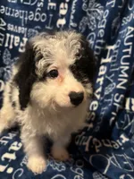 August, a male Pomapoo for sale in Mount Orab, OH – 3 of 10