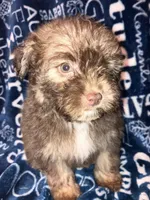 Applejack, a male Pomapoo for sale in Mount Orab, OH – 8 of 10