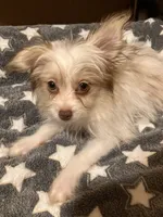 Matilda, a female Pomapoo for sale in Mount Orab, OH – 4 of 10