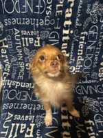 Chandler, a male Pomchi for sale in Mount Orab, OH – 7 of 8