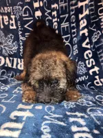 Snickers, a male Pomapoo for sale in Mount Orab, OH – 8 of 10