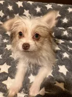 Matilda, a female Pomapoo for sale in Mount Orab, OH – 7 of 10
