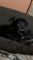 Stella, a female Pomchi for sale in Mount Orab, OH – 7 of 9