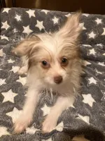 Matilda, a female Pomapoo for sale in Mount Orab, OH – 8 of 10