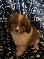 Barkley, a male Pomapoo for sale in Mount Orab, OH – 6 of 10