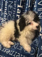 August, a male Pomapoo for sale in Mount Orab, OH – 8 of 10