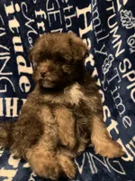 Applejack, a male Pomapoo for sale in Mount Orab, OH – 7 of 10