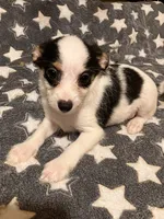 Sam I am, a male Pomchi for sale in Mount Orab, OH – 6 of 10