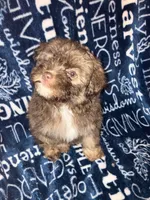 Applejack, a male Pomapoo for sale in Mount Orab, OH – 2 of 10