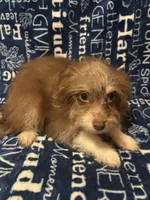 Lyric, a female Pomchi for sale in Mount Orab, OH – 9 of 9