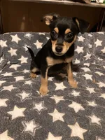 Roger, a male Pomchi for sale in Mount Orab, OH – 10 of 10