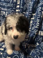 August, a male Pomapoo for sale in Mount Orab, OH – 2 of 10