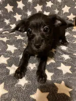 Vernie, a female Pomchi for sale in Mount Orab, OH – 7 of 10