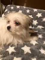 Freckles, a male Pomapoo for sale in Mount Orab, OH – 2 of 10
