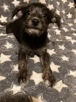 Stella, a female Pomchi for sale in Mount Orab, OH – 4 of 10