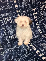 Lamb chop, a female Pomapoo for sale in Mount Orab, OH – 10 of 10