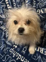 Freckles, a male Pomapoo for sale in Mount Orab, OH – 9 of 10