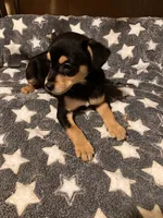 Roger, a male Pomchi for sale in Mount Orab, OH – 6 of 10