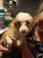 Sonnet, a female Pomchi for sale in Mount Orab, OH – 7 of 10