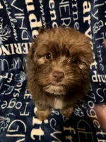 Applejack, a male Pomapoo for sale in Mount Orab, OH – 10 of 10