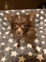 Chocolate chip, a male Pomapoo for sale in Mount Orab, OH – 8 of 10