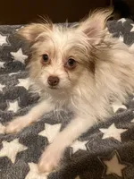 Matilda, a female Pomapoo for sale in Mount Orab, OH – 5 of 10