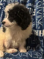 August, a male Pomapoo for sale in Mount Orab, OH – 9 of 10