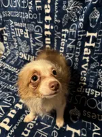 Sonnet, a female Pomchi for sale in Mount Orab, OH – 8 of 10