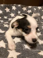Sam I am, a male Pomchi for sale in Mount Orab, OH – 10 of 10