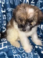 Dolly, a female Pomapoo for sale in Mount Orab, OH – 2 of 10