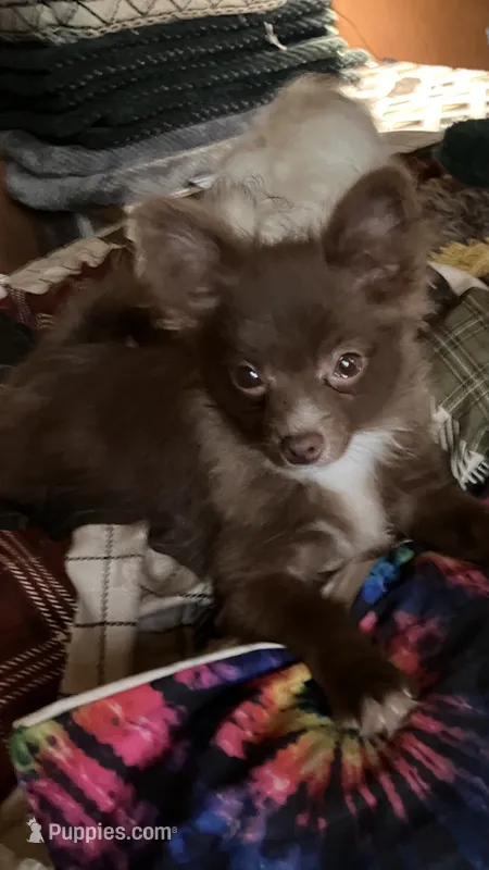 Chocolate chip – Pomapoo puppy for sale in Mount Orab, OH