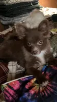 Chocolate chip, a male Pomapoo for sale in Mount Orab, OH – 1 of 10