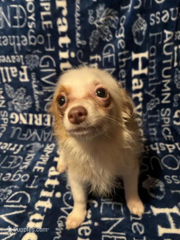 Sonnet – Pomchi puppy for sale in Mount Orab, OH