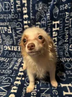 Sonnet, a female Pomchi for sale in Mount Orab, OH – 1 of 10