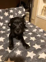 Vernie, a female Pomchi for sale in Mount Orab, OH – 5 of 10