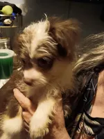 Eli, a male Pomchi for sale in Mount Orab, OH – 4 of 6
